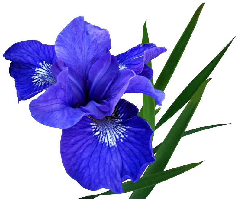 Ирисы цветы синие. Ирис Блю Айрис. Ирис Lynette Blue. Ирис Виндзор Роуз. Синие цветы.